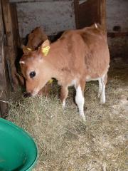 Foto's kamperen op het kanaaleiland Jersey - 2007